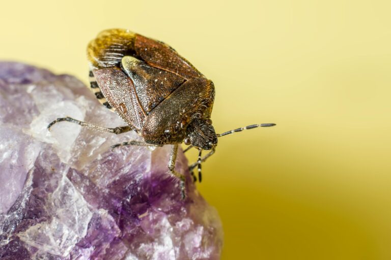 bug close up