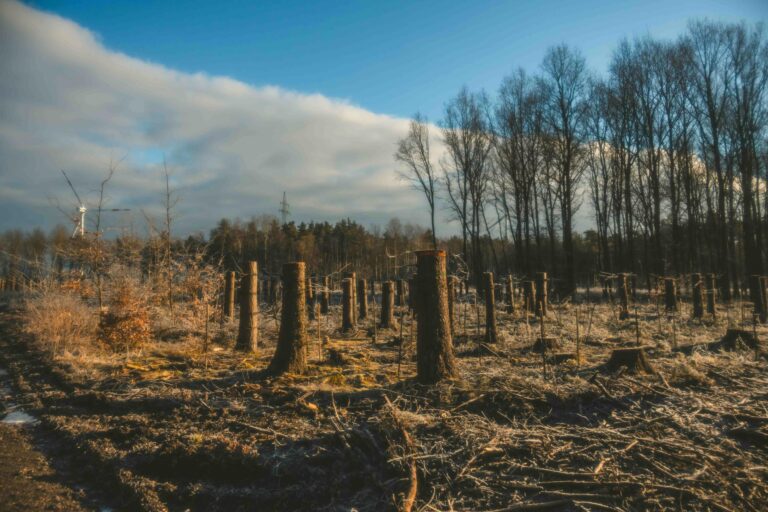 deforestation