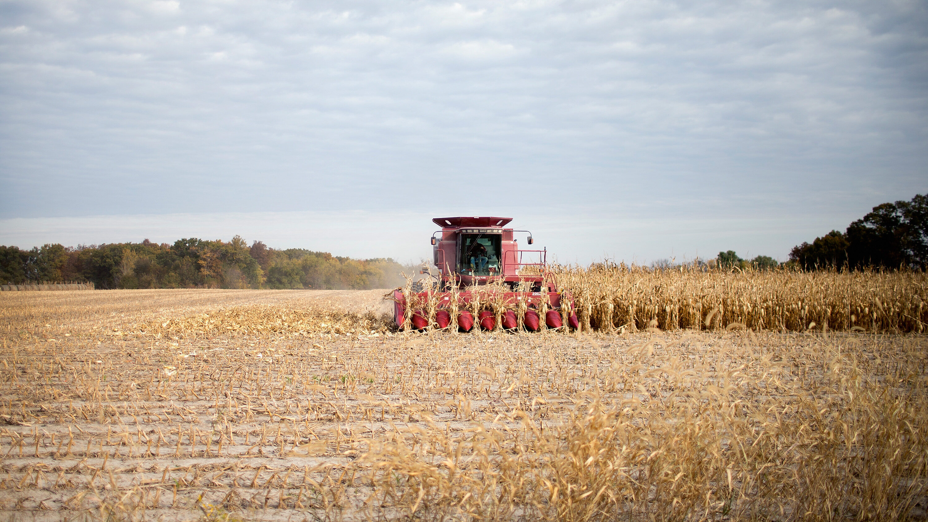 Un agriculteur récolte du maïs le 22 octobre 2015 près de Burlington, Iowa. Crédit : Scott Olson/Getty Images