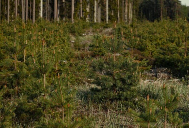 reforestation