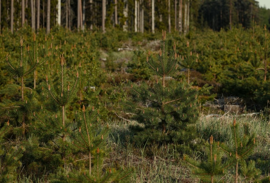 reforestation