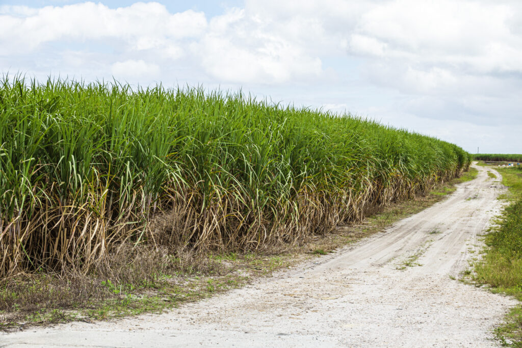 Un champ de canne à sucre dans la zone agricole des Everglades à Clewiston, en Floride. Crédit : Jeffrey Greenberg/Universal Images Group via Getty Images
