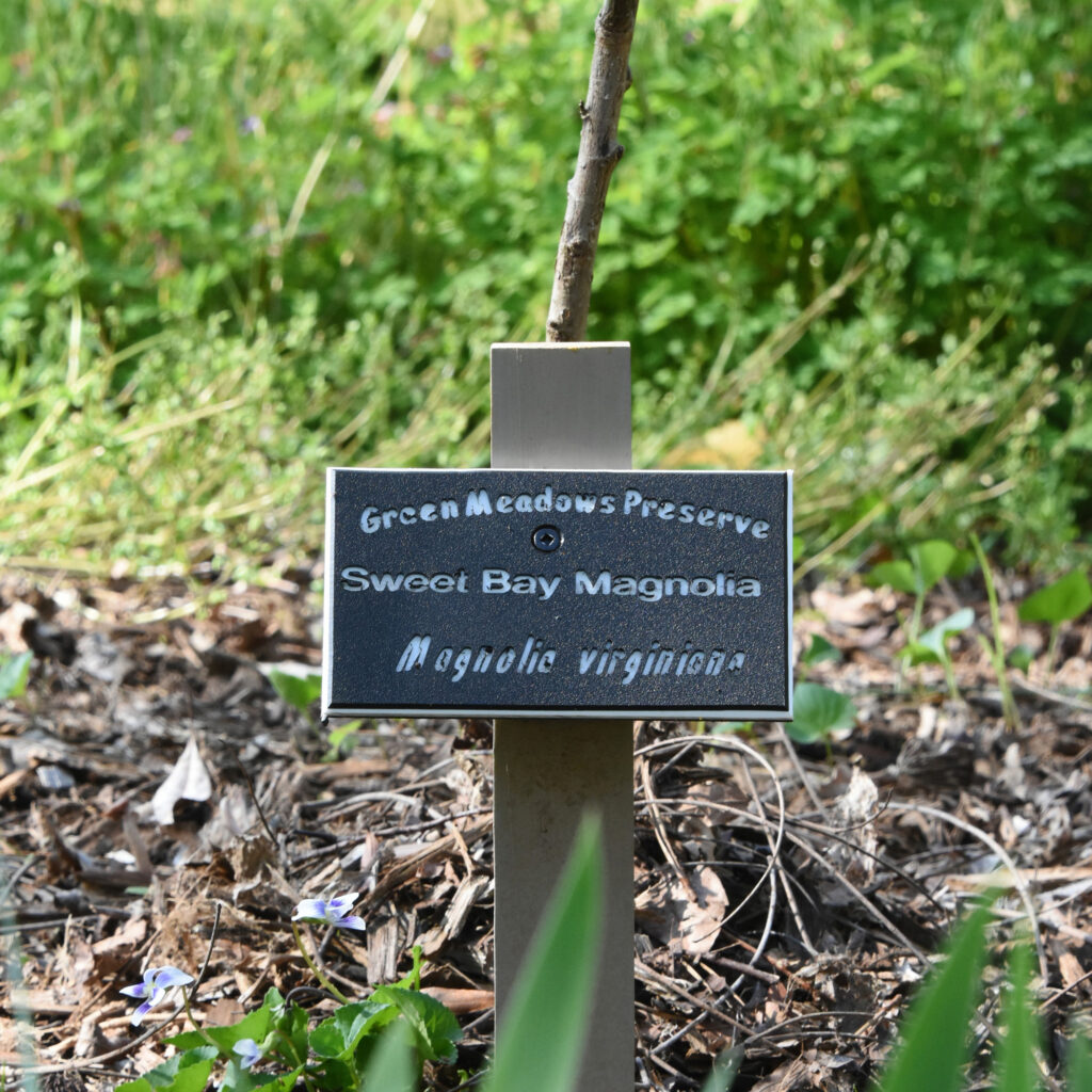 Un jeune arbre de magnolia sweetbay au jardin Cherokee de Tony Harris. Crédit : Ryan Krugman/Pacte Climat
