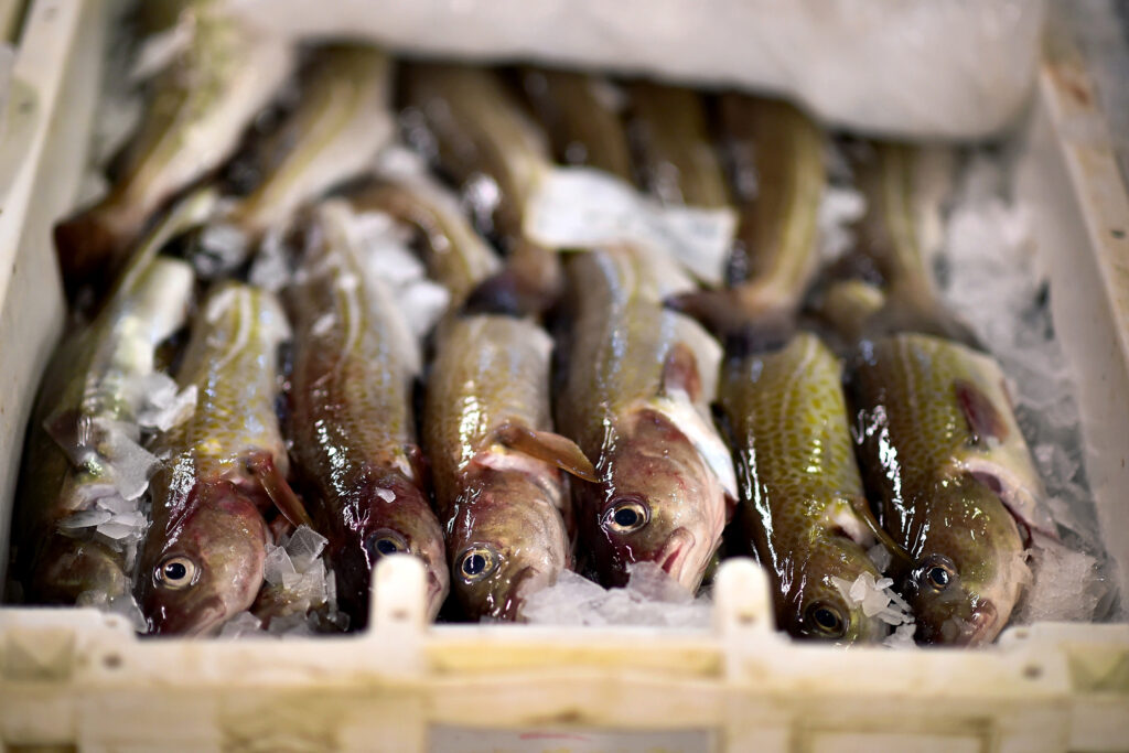 U.K. consumers have been warned to “completely avoid” all home-caught cod, a staple of the nation’s fish and chip shop industry. Credit: Jeff J. Mitchell/Getty Images