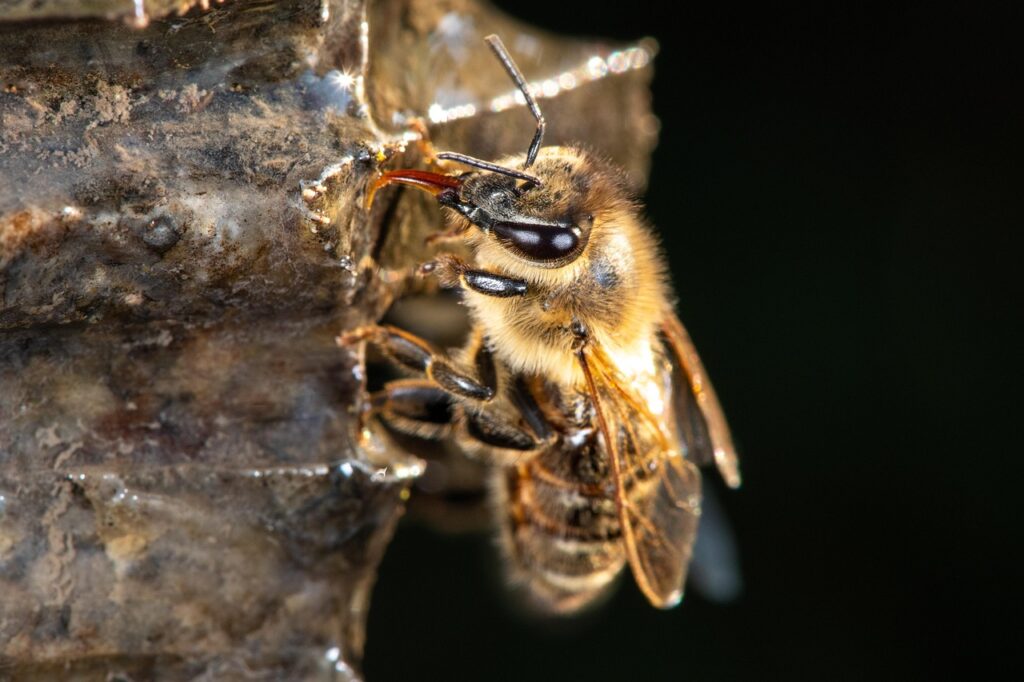 Bee