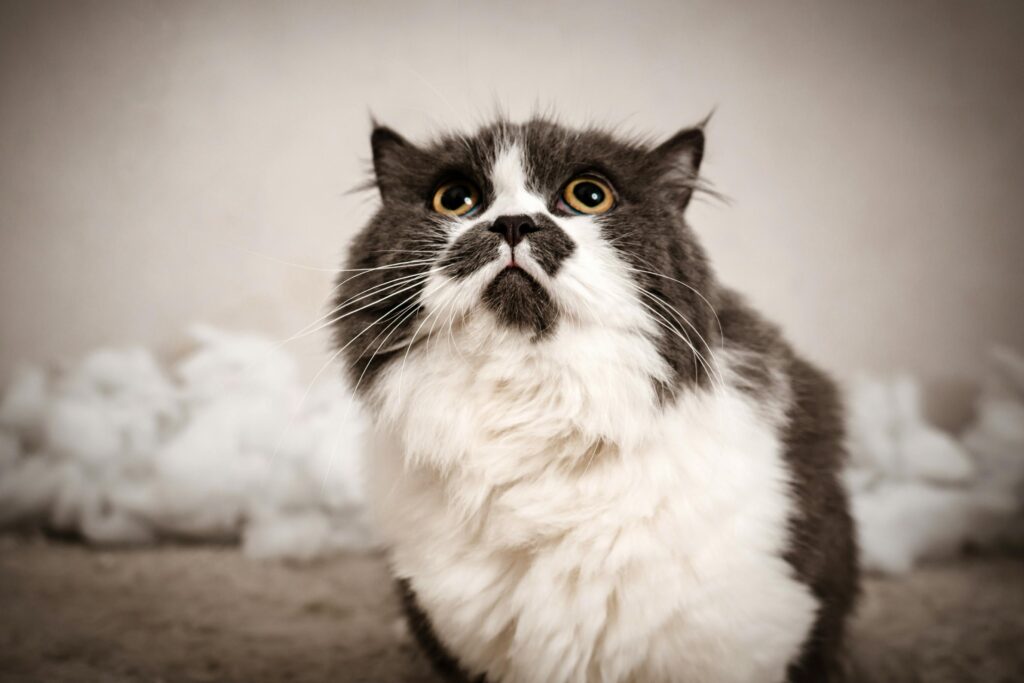cat