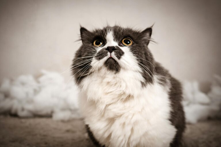 cat