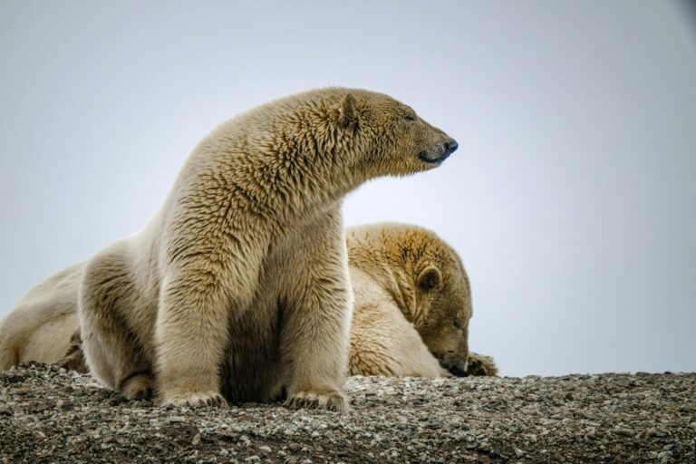 polar bears