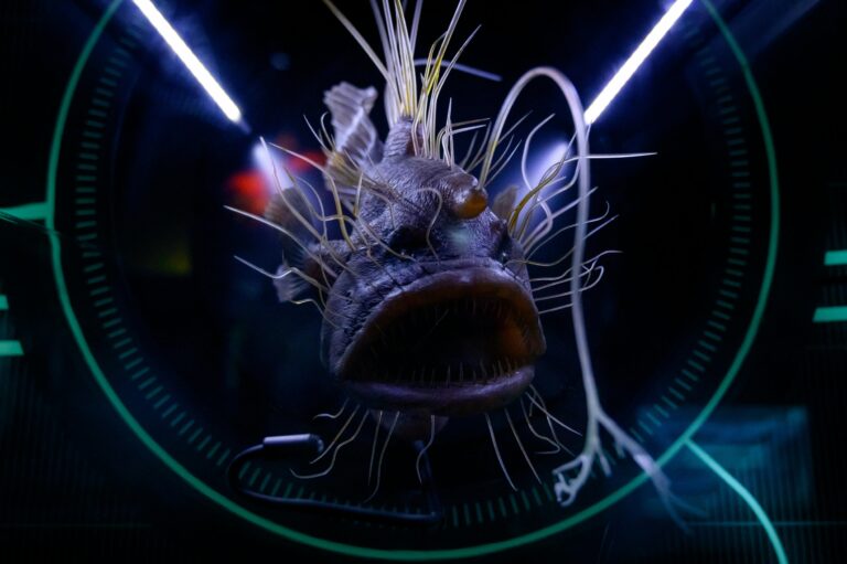 anglerfish