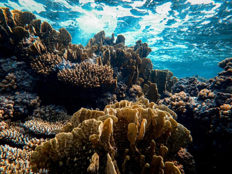 coral reef