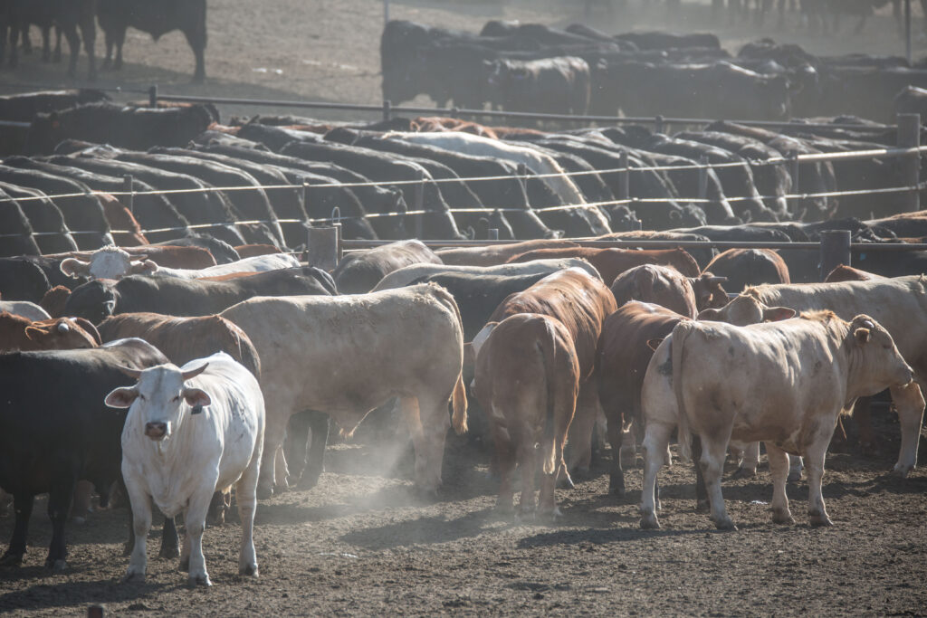 The Harris Cattle Ranch feedlot, located along Interstate 5, is the largest producer of beef in California and can produce 150 million pounds of beef a year. Nearly 100,000 head of cattle are spread over 800 acres at this former family-run cattle company, now owned by the Central Valley Meat Company based in Hanford, CA. Credit: George Rose/Getty Images