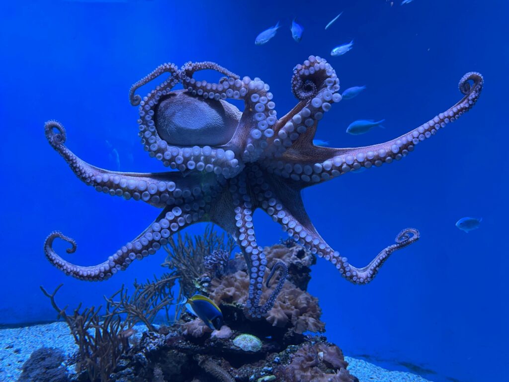 giant octopus