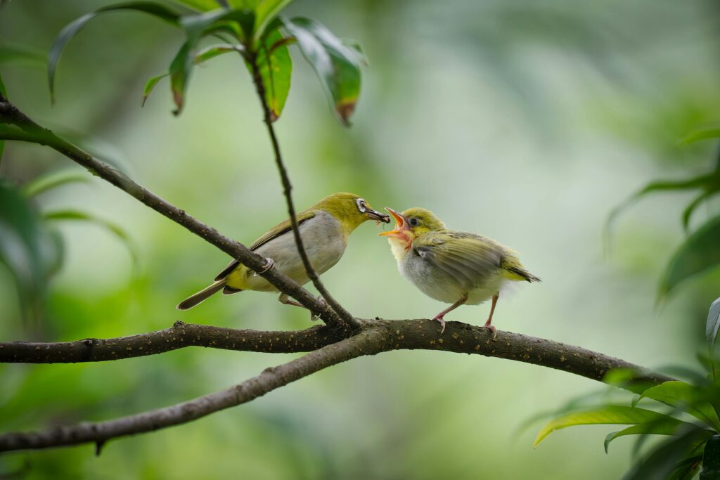 bird feeding another bird