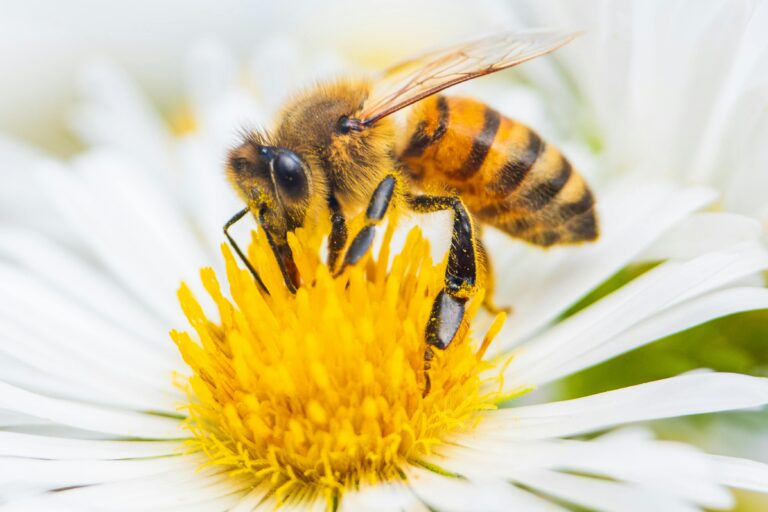 bee
