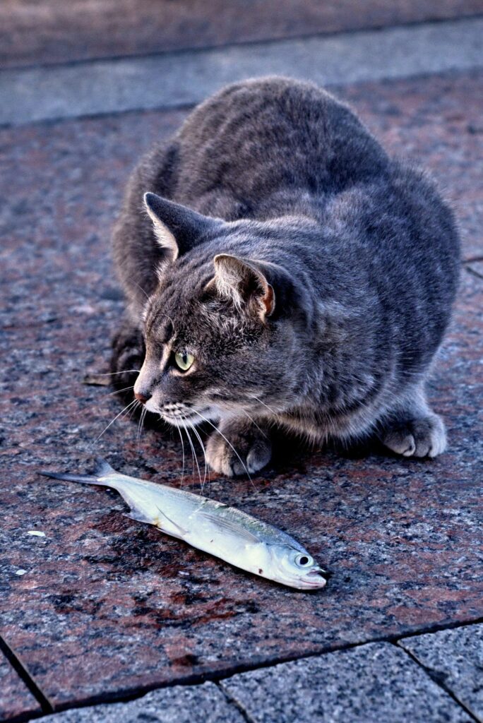 cat with dead fish