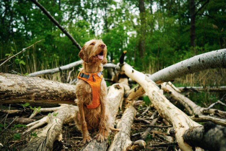 dog wearing vest