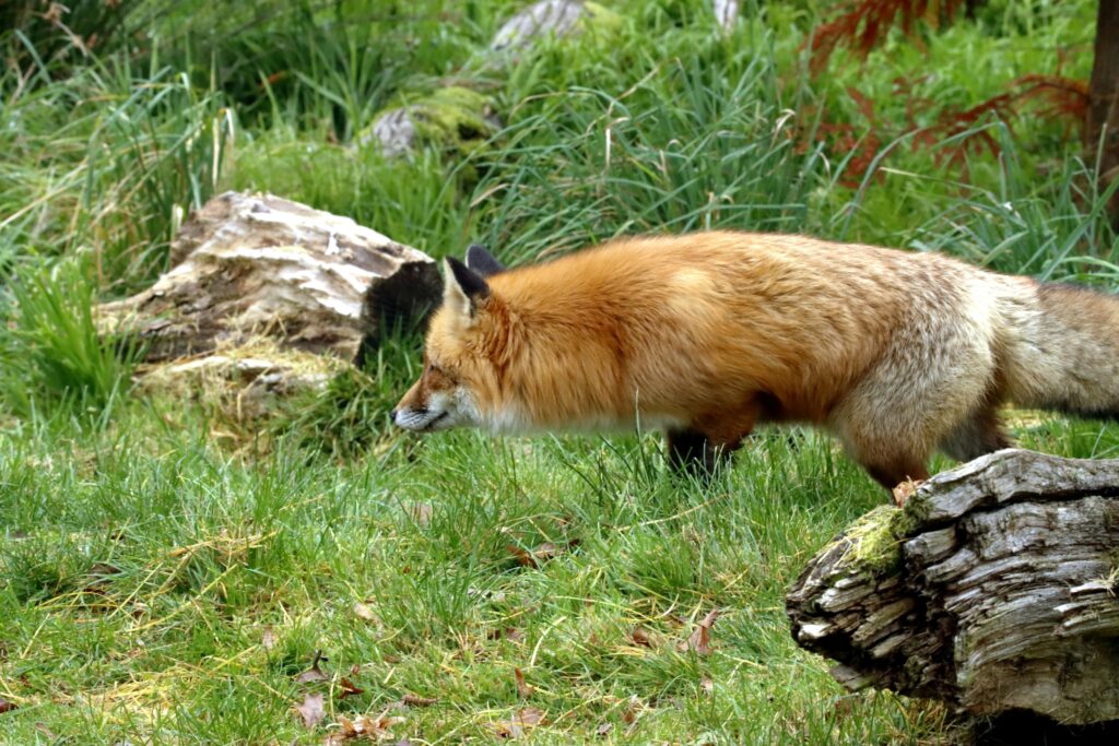 swift fox
