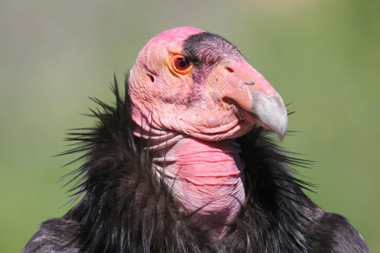 condor