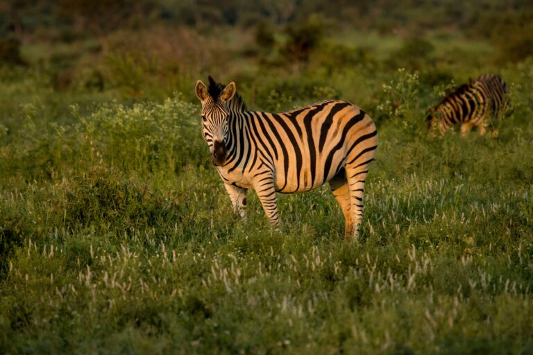 zebra