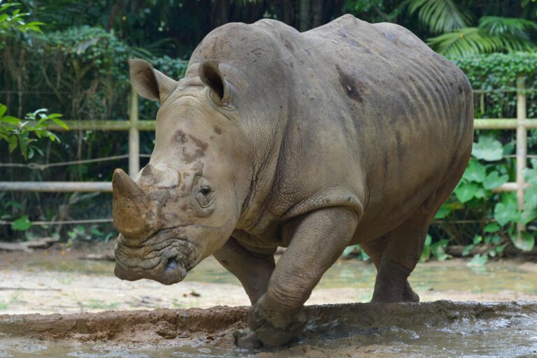 rhino
