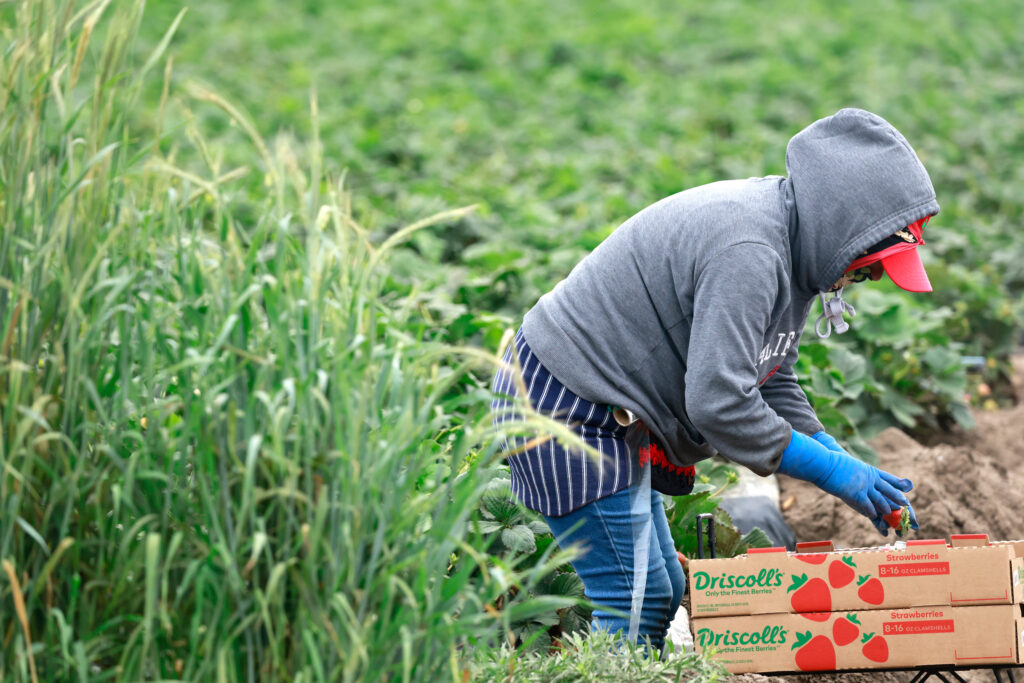 A farmworker harvests strawberries in a field on March 31 near Oxnard, Calif. Credit: Mario Tama/Getty Images