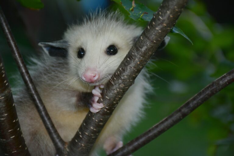 baby opossum
