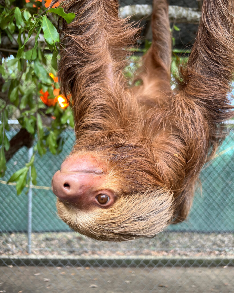 Un paresseux est suspendu dans un enclos du zoo de Floride centrale. Crédit : Zoo et jardins botaniques du centre de la Floride