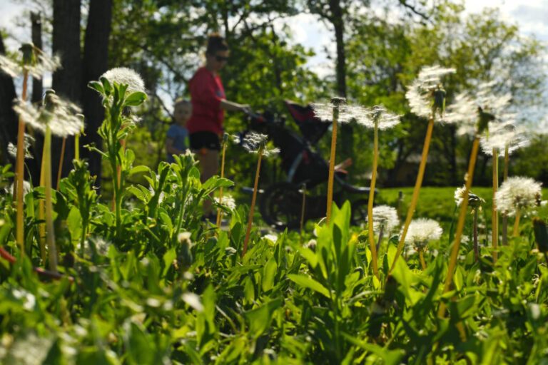 Another early spring this year brings more evidence that climate change is making pollen season longer and more miserable. Credit: RJ Sangosti/The Denver Post