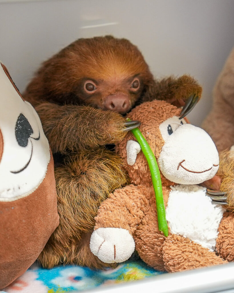 M. Ginger est l'un des 10 paresseux restants soignés au zoo de Floride centrale. Crédit : Zoo et jardins botaniques du centre de la Floride