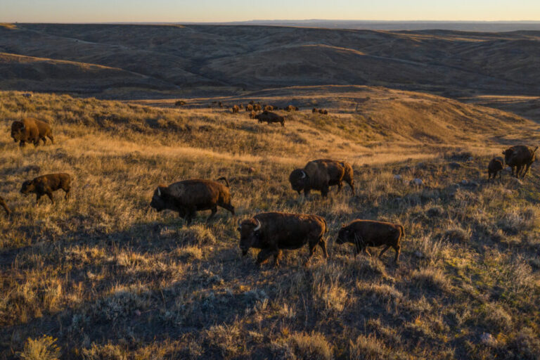 Bison graze on American Prairie land in Montana. Credit: Amy Toensing/Getty Images