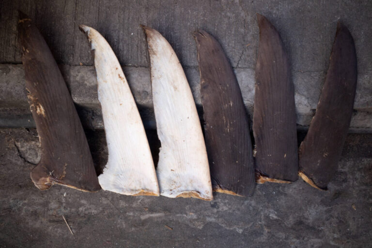 Shark fins are set out to dry along a street in Hong Kong. Credit: Bertha Wang/AFP via Getty Images