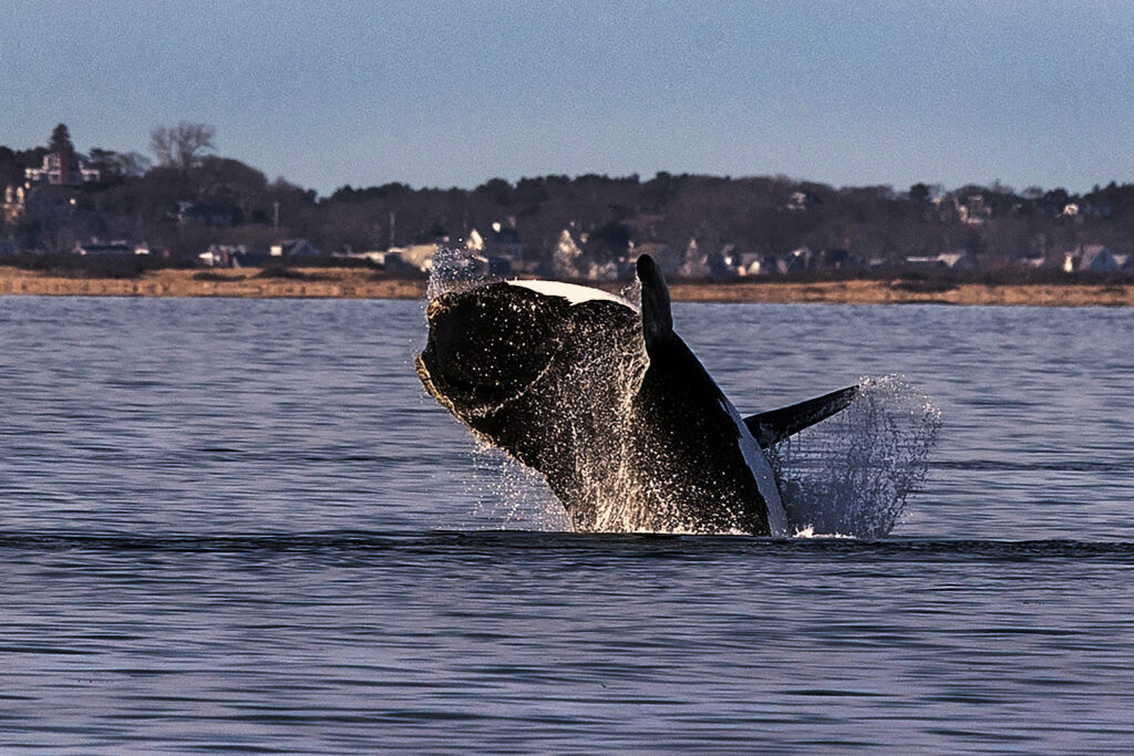 A North Atlantic right whale is seen in the waters of Cape Cod Bay, Mass. Credit: Stan Grossfeld/The Boston Globe via Getty Images