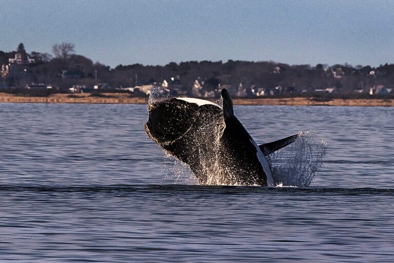 A North Atlantic right whale is seen in the waters of Cape Cod Bay, Mass. Credit: Stan Grossfeld/The Boston Globe via Getty Images