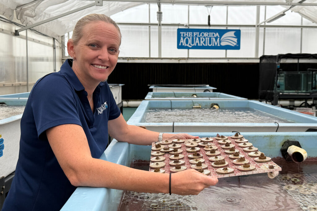 Keri O'Neil, scientifique principale et directrice du programme de conservation des coraux à l'aquarium de Floride à Apollo Beach, a contribué à l'élevage de la première génération de « Flondurans » cultivés en laboratoire. Crédit : L'Aquarium de Floride