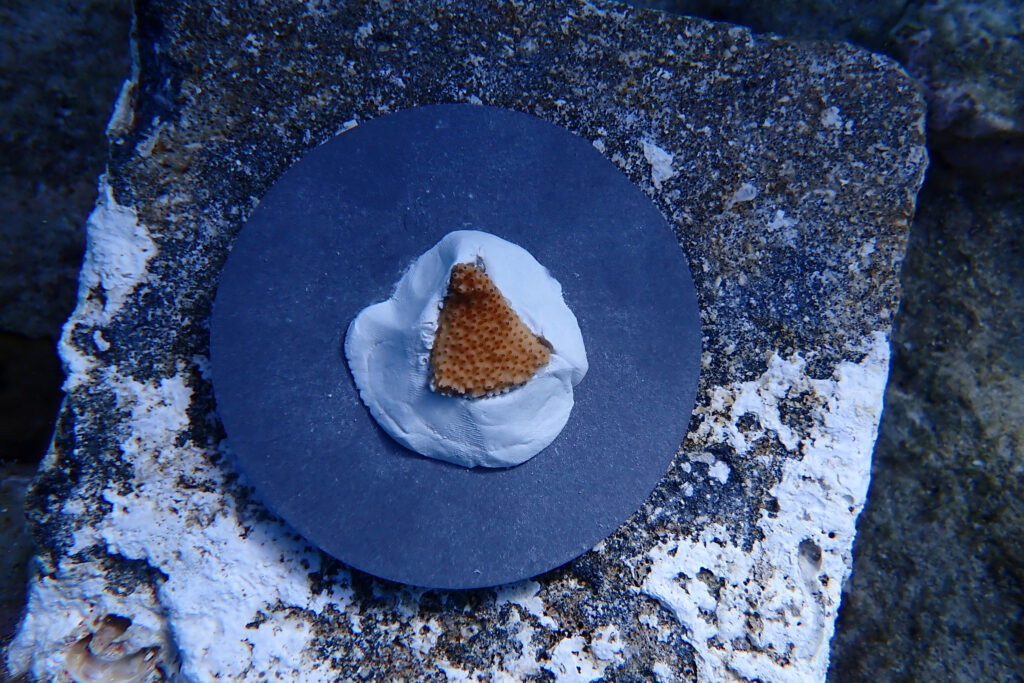 Les scientifiques ont récemment transplanté les jeunes colonies de coraux « Flonduran » dans les Dry Tortugas pour tester leur tolérance à la chaleur. Crédit : Bailey Marquardt/Coral Reef Futures Lab