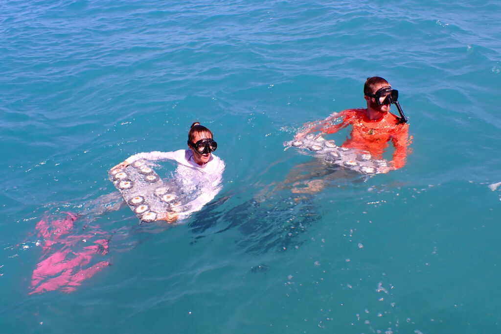 Carly Dennison (left) and Jordan Holder from the University of Miami Rosenstiel School prepare to outplant “Flonduran” and Florida elkhorn corals in the Dry Tortugas. Credit: Bailey Marquardt/Coral Reef Futures Lab