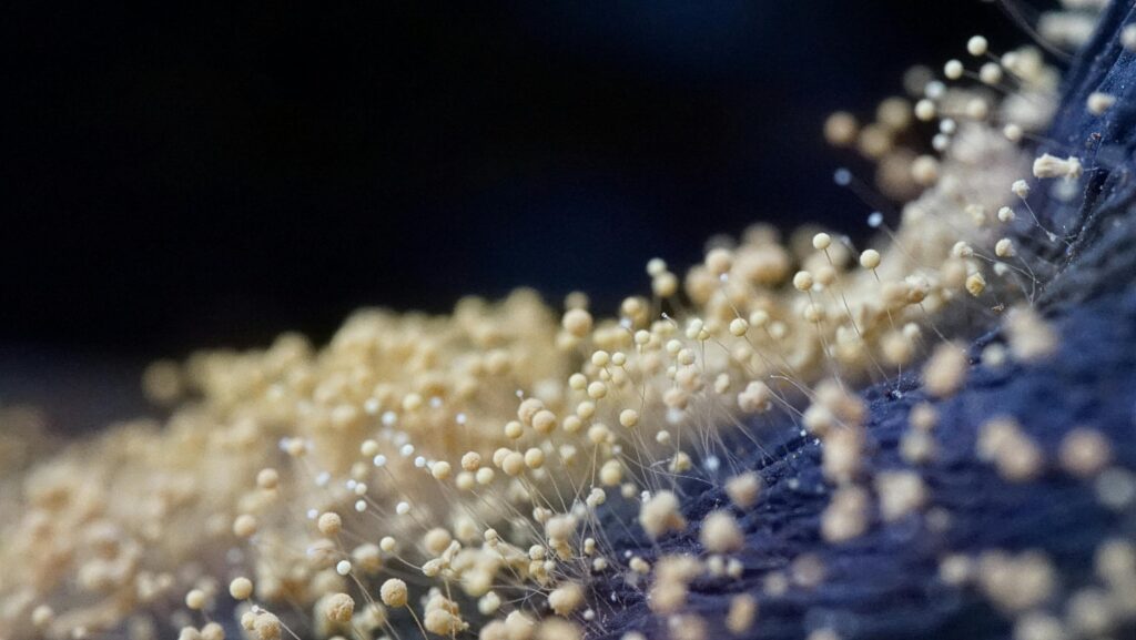 mold spores