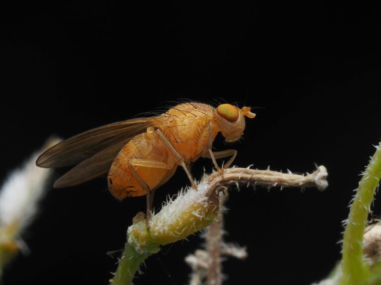 orange fly