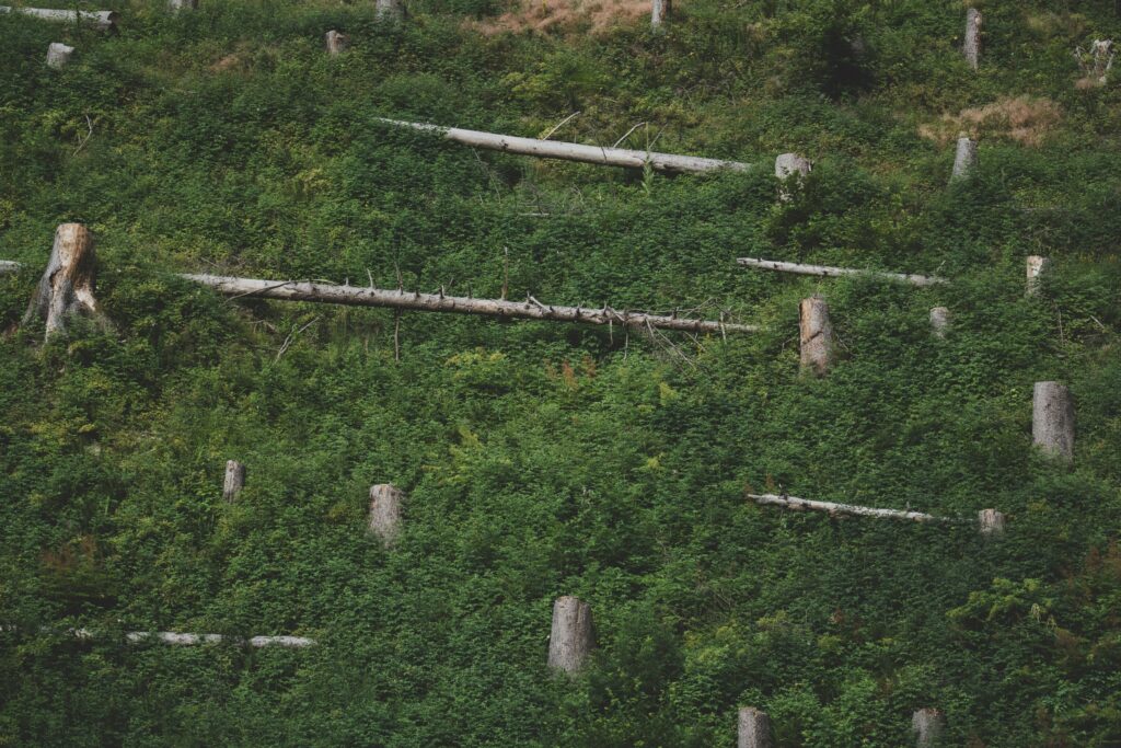 deforestation