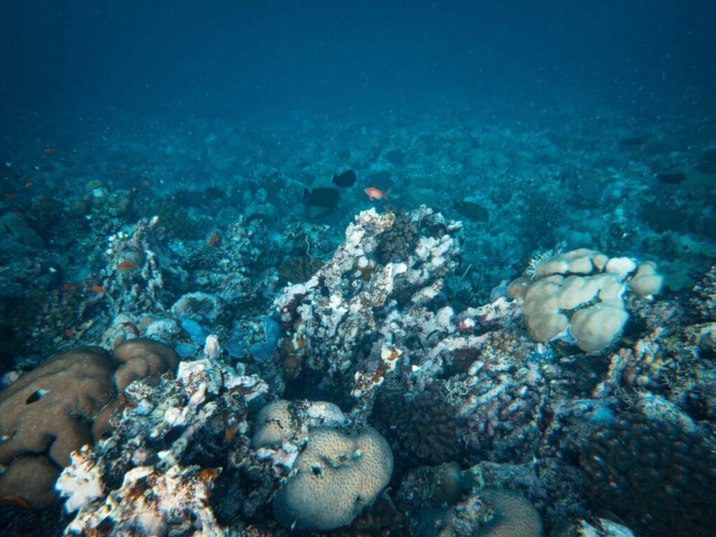 coral reef