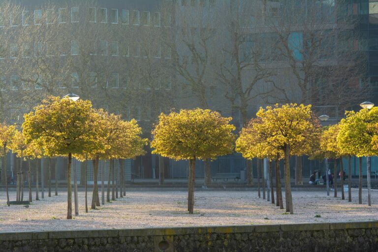 trees