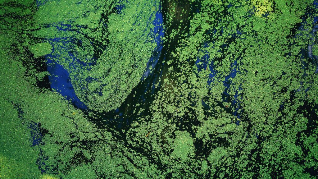 algae