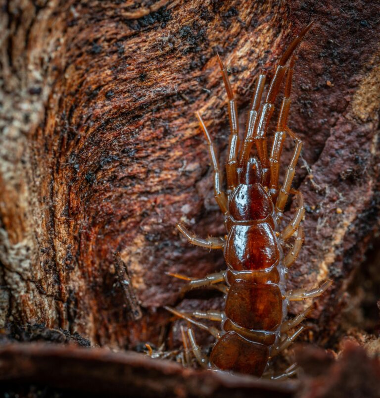 centipede