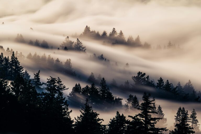 fog
