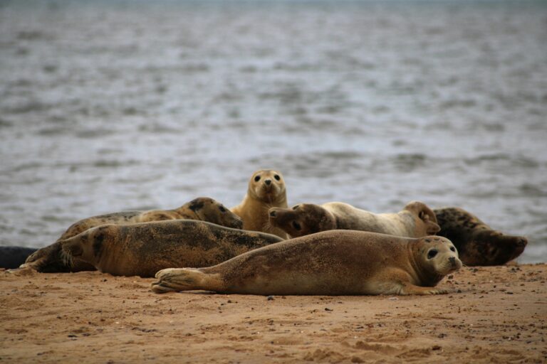 seals