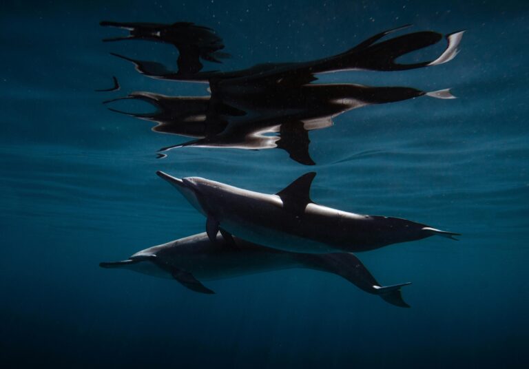dolphins