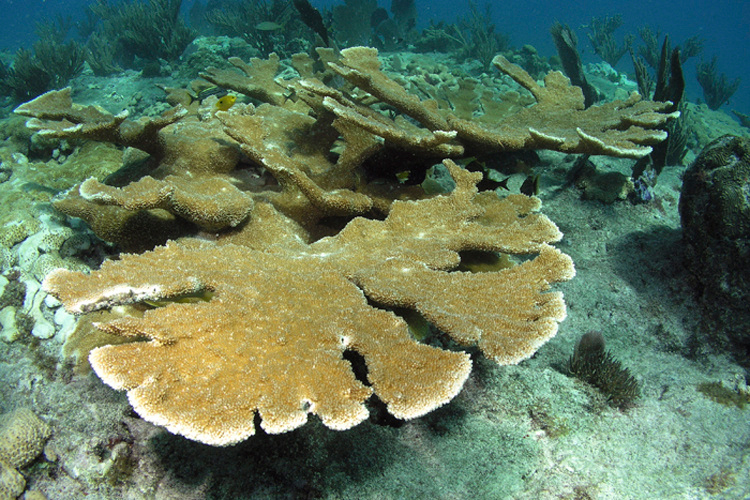 Coraux corne d'élan entièrement développés. Crédit : NOAA