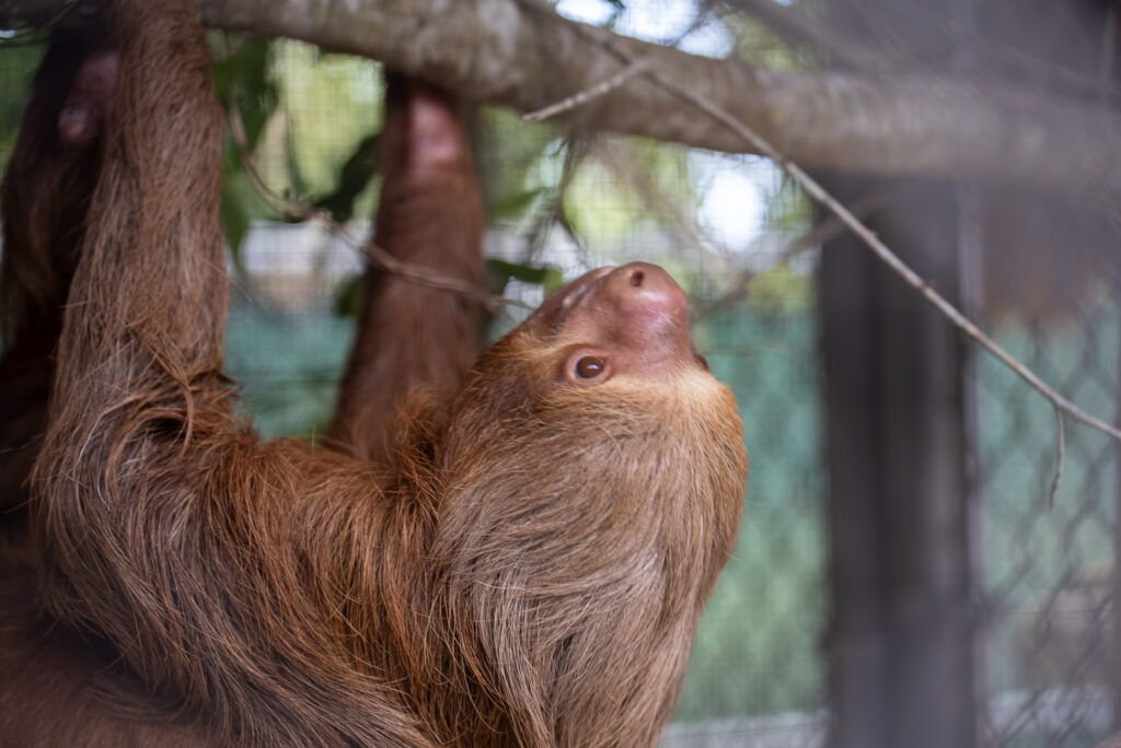 Un paresseux transféré de Sloth World grimpe dans un enclos du zoo de Central Florida. Crédit : Zoo et jardins botaniques du centre de la Floride