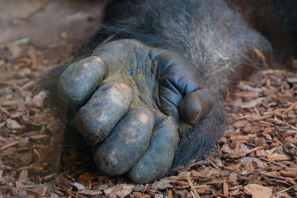 mammal hand