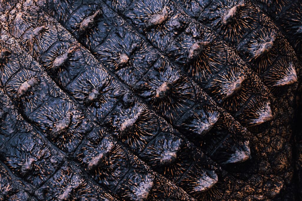 reptile skin